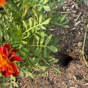 A hole made in the garden soil by (most likely) a vole, seen from above. Most of the soil is a bare brown, but the left side of the photo is covered by a zinnia plant sporting a bright red and orange flower.
