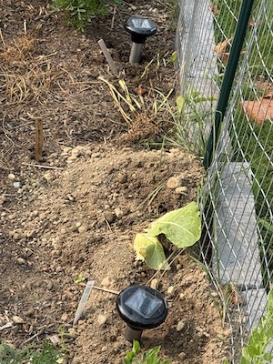 A patch of the garden soil (basic brown) disturbed by the vole, with a wire fence along the right side. Inserted into the soil are two solar-powered gadgets that look like tubes topped with black circles with square battery cells in their middle.