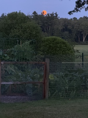 An orange full moon rises in a dark blue sky over darkened woods and a fenced garden whose plants are barely visible clumps of dark green
