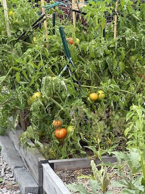 Closeup photo of tomato vines, tied to stakes, with branches bending down heavy with tomatoes--some still green, others yellow, and two or three red ones.
